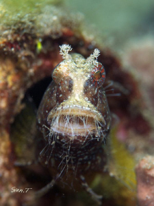 Anybody knows the name of this hairy mouth guy? Thanks to... by Sven Tramaux 